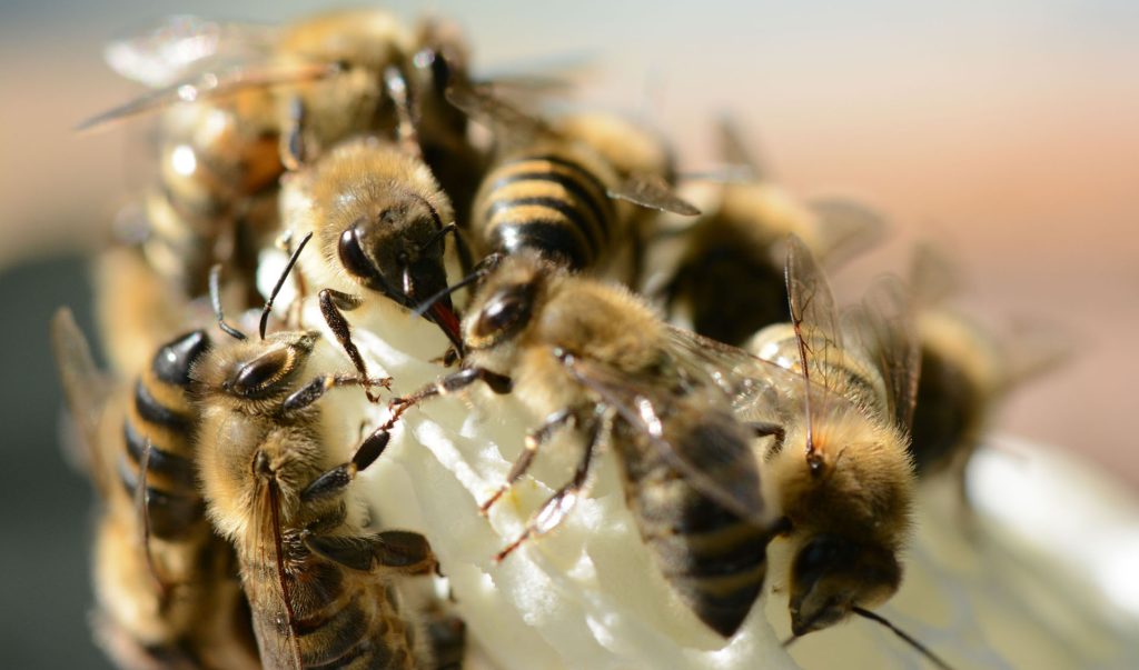 Saturnbienen Trophallaxis auf frischer Wabe (Copyright C. Fadler)
