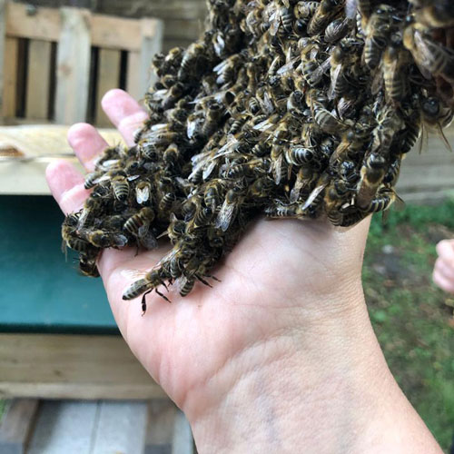 Bienentraube auf Hand