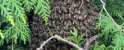 Saturnbienen als Bienenschwarm in Thuje